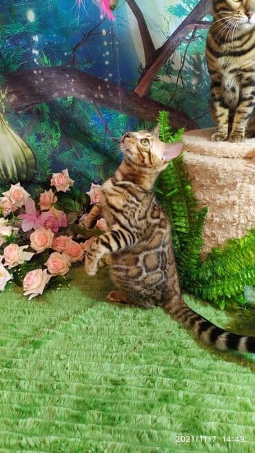 купить породистых котят: Шикарные бенгальские котята 3-4мес. Лучший подарок для любящего — 3