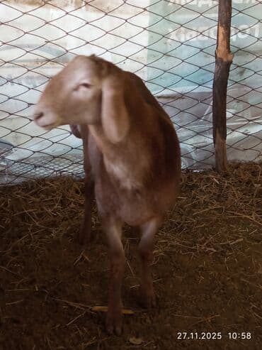 отдам в добрые руки собаку: Продаю | Баран (самец) | Арашан | Для разведения | Осеменитель — 10