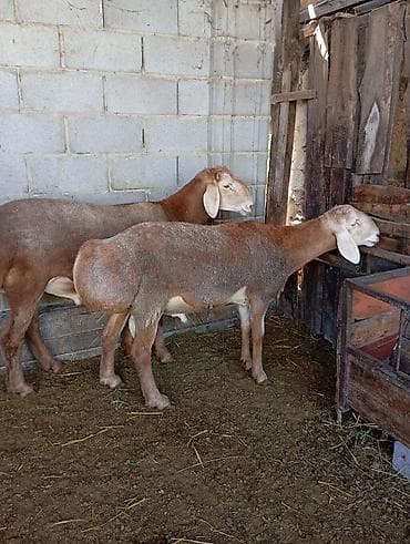 малга вариант: Продаю | Баран (самец) | Гиссарская, Арашан — 4