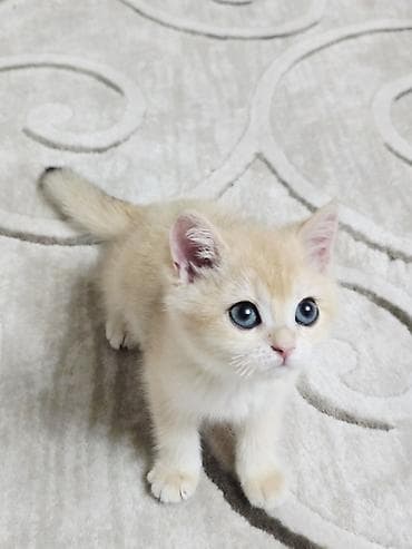 Кошки: Котёнок породы британская короткошёрстная Пол девочка Не — 6