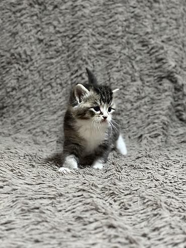 Үй жаныбарлары: 🐾 Шотландские котята мраморного окраса (скоттиш-страйт/скоттиш) — 10