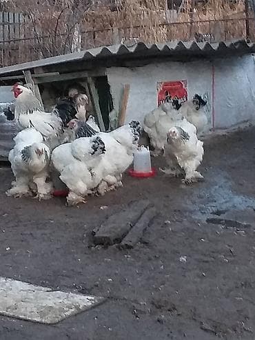 аям семани: Брама тоокторунун жумурткасы сатылат. Чистая брама. Самовывоз или — 1