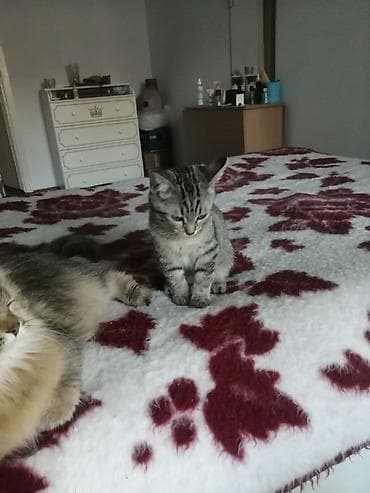 scottish fold: Котёнок домашний, полосатый (серо-коричневый табби). - Окрас — 3