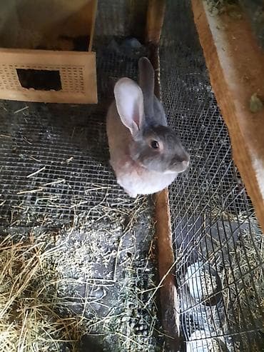 кролики калифорния: Продаю | Крольчиха (самка) — 2