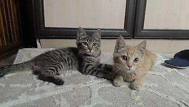 Отдадим в добрые руки игривых, прекрасных котят. Им 3 месяца, едят — 1