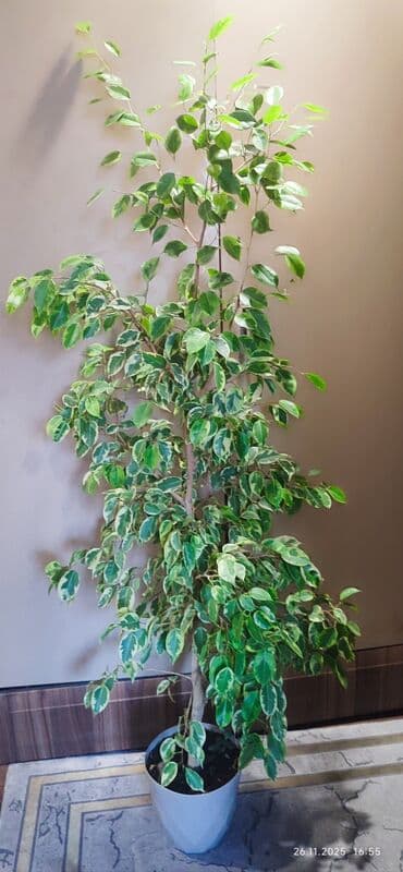 цветы комнатный: Фикус Бенджамина в современном кашпо - Декоративно-лиственное — 3