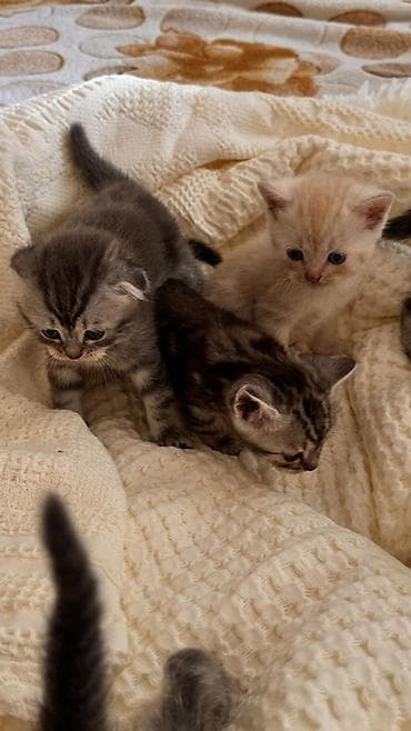 британская кошка цена бишкек: Начинаем бронирование !!!! Шотландские котята скоттиш страйт и — 5