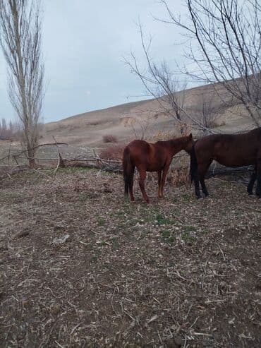 Грызуны: Продаю | Кобыла (самка) | Рабочий — 5