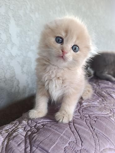 ротвейлер 3 месяца фото: Пушистые котята, домашнего выращивания. - Возраст на фото: примерно — 10