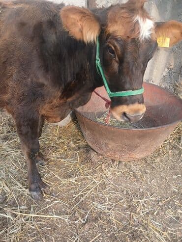 купить собаку доберман в бишкеке: Продаю | Корова (самка) | Алатауская | Стельные — 1