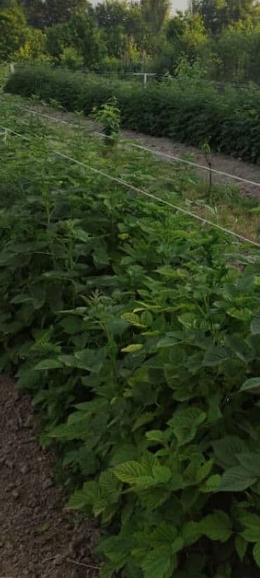 malina.kg продажа малины оптом в бишкеке новопокровка фото: Малина — 6