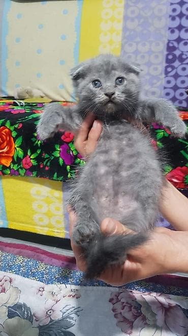 мейн кун кошки: Шотландские котята: скоттиш-страйт и скоттиш-фолд - Окрас: сплошной — 5