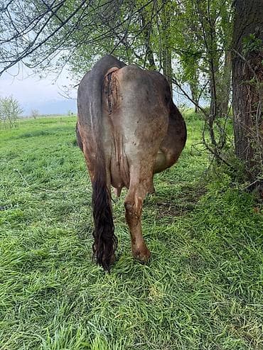 купить кукуруза: Продаю | Корова (самка) | Алатауская | Для молока | Привязанные — 6