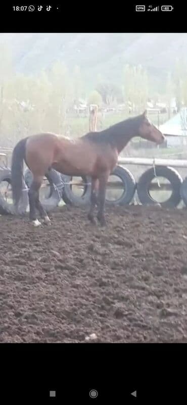 Аквариумы: Продаю | Жеребенок | Рабочий — 2