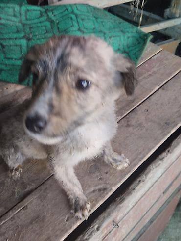 отдам хаски в добрые руки: Отдам даром Щенки средних размеров, рыжего окраса. На фото — два — 2