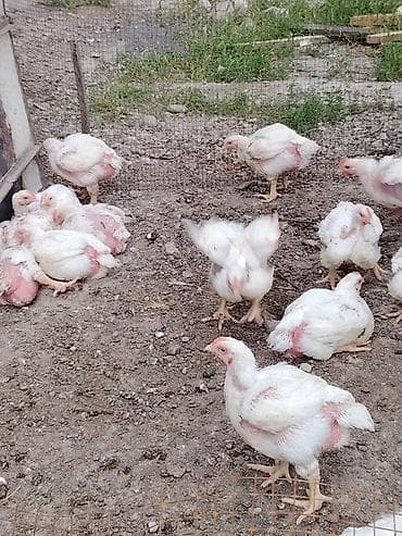 С/х животные и товары: Продаю | Цыплята | Бройлерная | На забой — 3