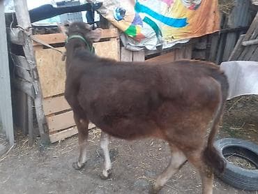 ат грабил: Продаю | Тёлка | Алатауская — 2