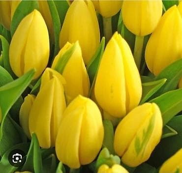 букеты из: Тюльпаны свежесрезанные — разноцветные букеты в крафте. - Ассортимент — 6