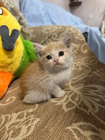 манчкин котенок: ОТДАМ В ДОБРЫЕ РУКИ! Только ответственным людям в хорошие условия! — 4