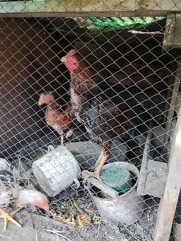 Продаю | Петух | Бойцовая | Для разведения