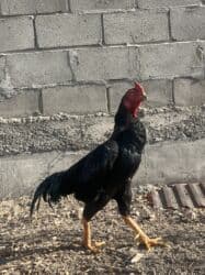 необычные животные: Продаю | Петух | Бойцовая | Для разведения — 4