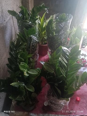 Замиокулькас (долларовое дерево) в горшках - Пышные, густые кусты с at lalafo.kg Замиокулькас (долларовое дерево) в горшках - Пышные, густые кусты с