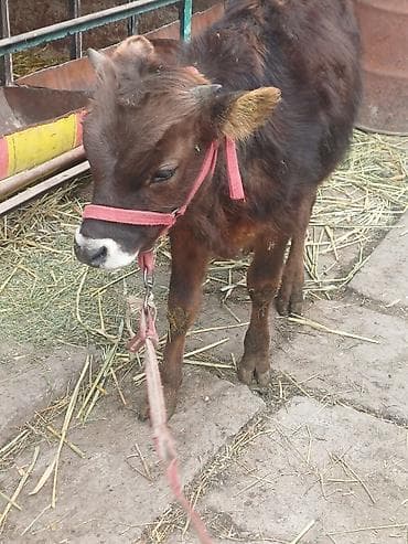 Продаю | Бык (самец), Музоо, торпок | Алатауская, Швицкая, Шароле | На откорм, Для разведения | Осеменитель, Искусственник at lalafo.kg Продаю | Бык (самец), Музоо, торпок | Алатауская, Швицкая, Шароле | На откорм, Для разведения | Осеменитель, Искусственник