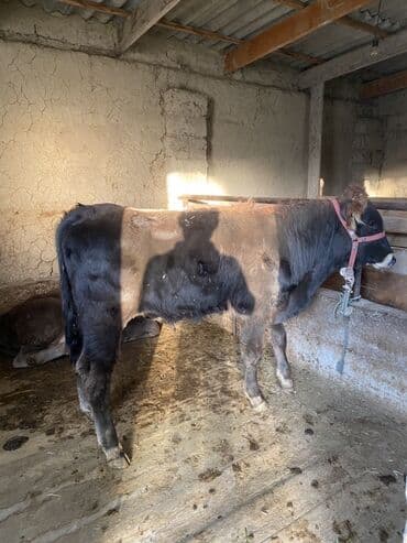 собаку в добрые руки: Продаю | Бык (самец) | Алатауская | На откорм | Привязанные — 5