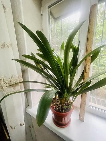 Продаётся крупная Кливия 🌿 Красивое взрослое растение с длинными