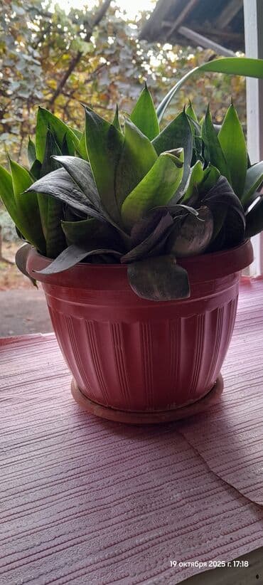 Гүл сатылат