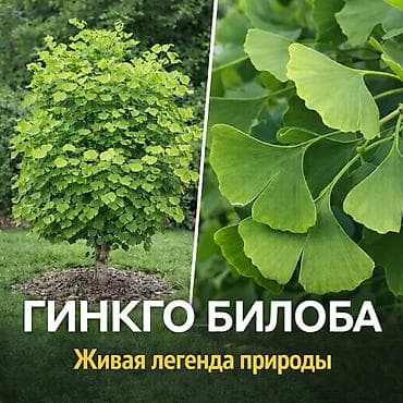 купить кустарники декоративные: Https://t.me/blooming_garden_kg Редкие и эффектные декоративные — 9