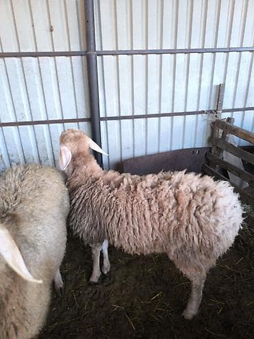 бараны в бишкеке: Продаю | Баран (самец) | Арашан | Для разведения | Осеменитель — 4
