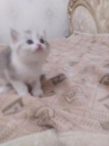 котенок сфинкса: Очаровательный котёнок шотландский скотиш страйт,небесно‑голубыми — 3