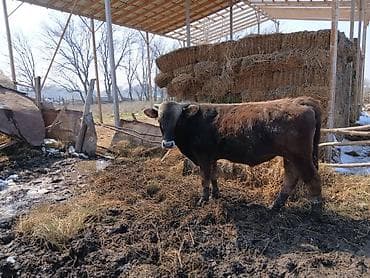 Куры, петухи: Продаю | Бык (самец) | На откорм | Племенные — 4