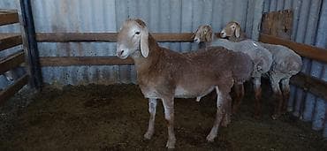 матка: Продаю | Баран (самец) | Арашан | Для разведения | Осеменитель — 1
