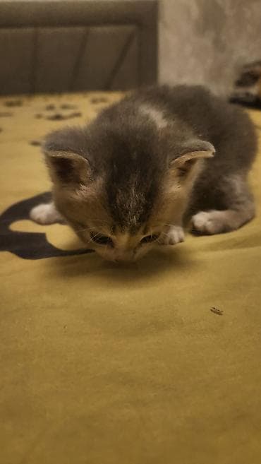 мейкун кошка: Котёнок, окрас серо-белый с кремовыми отметинами (триколор/черепаховый — 3