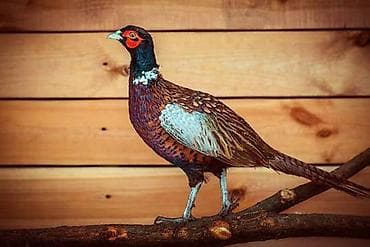 Продаются фазаны