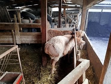 тай ат: Продаю | Овца (самка) | Для разведения | Ярка — 8