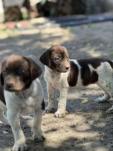 Продажа собак: Продаются породистые щенки курцхаара 🐾 Дата рождения: 29.03.2026 — 2