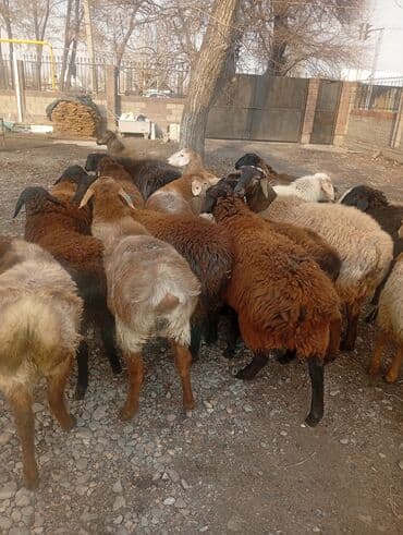 корм для домашних животных: Продаю | Овца (самка), Ягненок, Баран (самец) | На забой | Племенные — 1