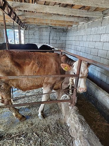 швец торпок: Продаю | Тёлка | Для разведения — 2