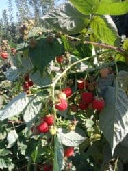 купить семена павловнии бишкек: Продается саженцы малины в Беловодске сорт Маравилла. Осталось 100штук — 3