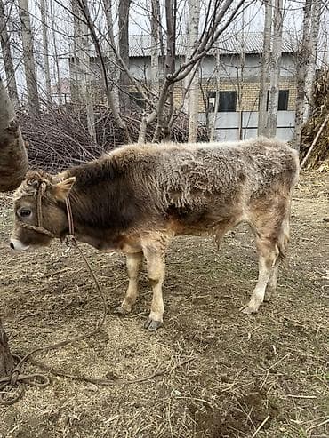 Продам с/х животных: Продаю | Бык (самец) | Полукровка | На откорм | Привязанные — 1