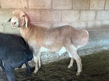 бычок бычки: Продаю | Овца (самка) | Арашан | Для разведения | Матка — 10