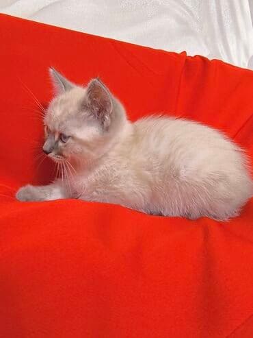 отдам в добрые руки: Сибирь, 1 айлык, Эркек, Лотокко барууга үйрөтүлгөн — 8