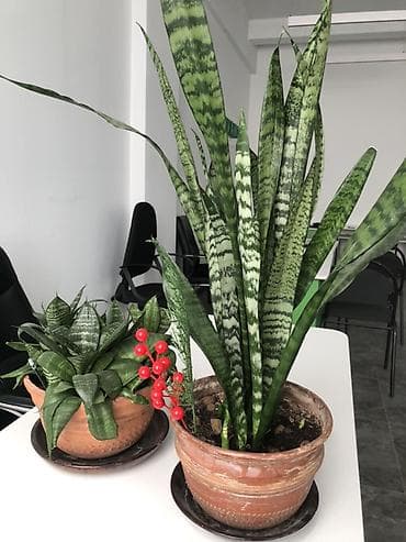 Сансевиерия (Sansevieria, «тещин язык») в глиняных горшках - Два вида
