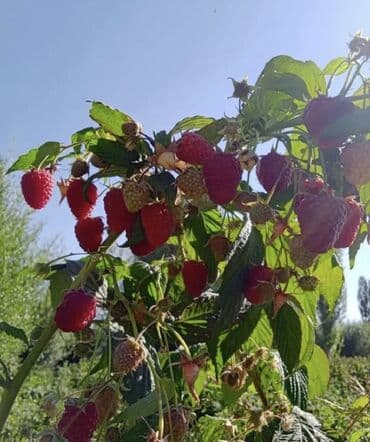 малина саженцы полька: Саженцы малины Полка (Polka) — ремонтантный сорт - Крупные — 1
