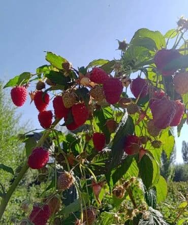 малина саженцы полька: Саженцы малины «Полька» (ремонтантный сорт) Описание сорта: - — 2