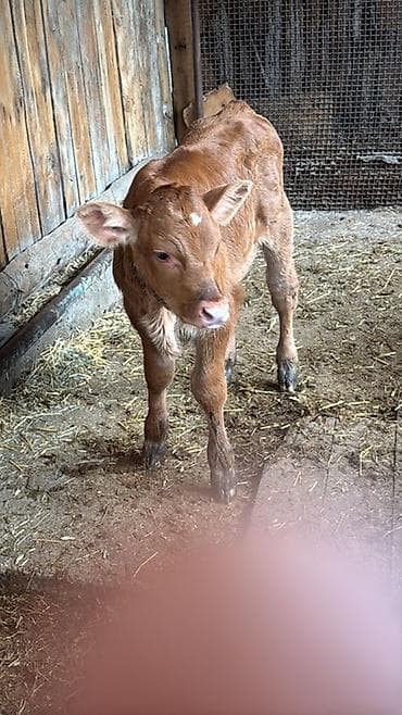 живой корм: Продаю | Бык (самец) | На откорм — 4