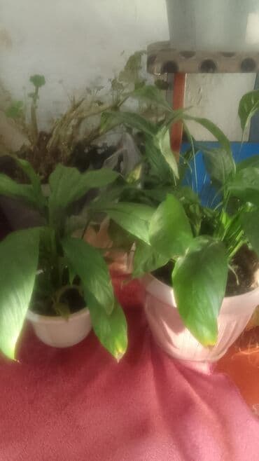 бу шкаф бишкек: Женское счастья 500с.чон кич 300 — 1